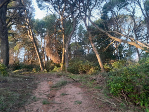Arrêté préfectoral espaces forestiers
