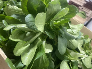 Les menus de mars, du potager à l'assiette