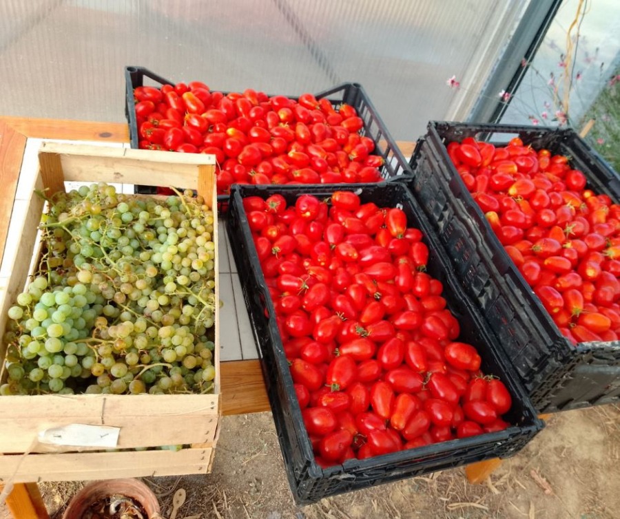 Le maraîchage municipal audité par le label Ecocert En Cuisine