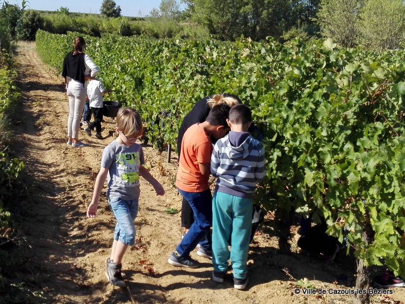 Vendanges pédagogiques pour des écoliers cazoulins