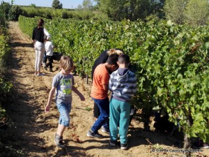 Vendanges pédagogiques pour des écoliers cazoulins
