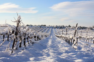 Procédure de calamité agricole : Neige et pluies du 28 février au 1er mars 2018