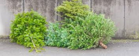 Bilan positif pour la collecte des sapins de Noël