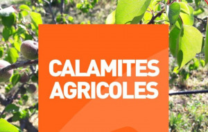 Procédure de calamité agricole suite au gel du 4 au 8 avril 2021 - fruit à noyau