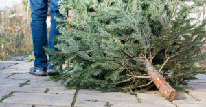 COLLECTE DES SAPINS DE NOEL