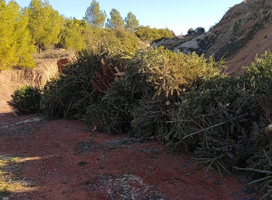 Bilan positif pour l'opération de recyclage des sapins de Noël