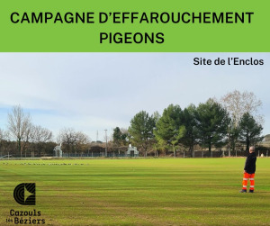 Le stade de l’Enclos en proie aux pigeons