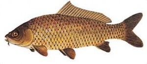 Ouverture d'une école de pêche - Gaule Cazouline